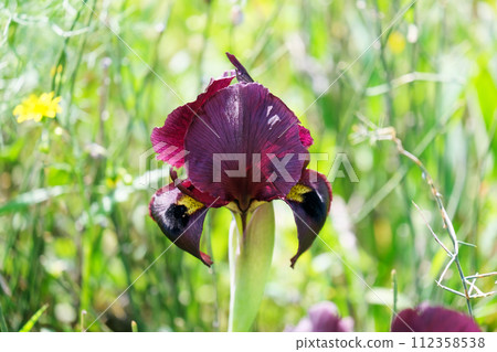 Iris purple (lat. - Iris atropurpurea), endemic in the Israel Iris purple (lat. - Iris atropurpurea), endemic in the Israel 112358538