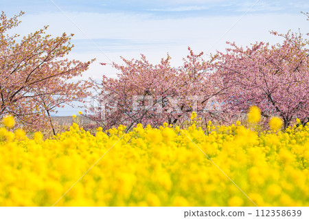 松阪笠松河津櫻 112358639