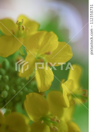 Rape blossom close-up Rape blossom close-up 112358731