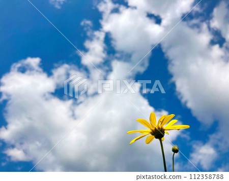 A flower blooming towards the sky 112358788