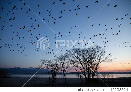 A flock of white-fronted geese dancing at sunrise A flock of white-fronted geese dancing at sunrise 112358804