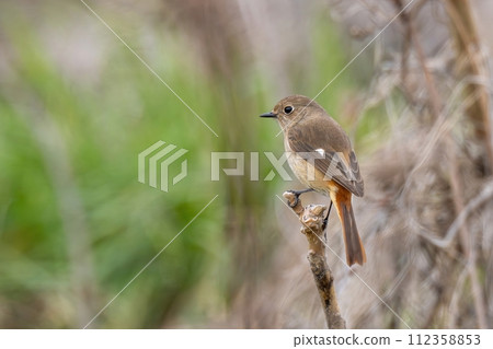 一隻雌性達烏爾紅鴝正在放鬆，臉上表情平靜。 112358853