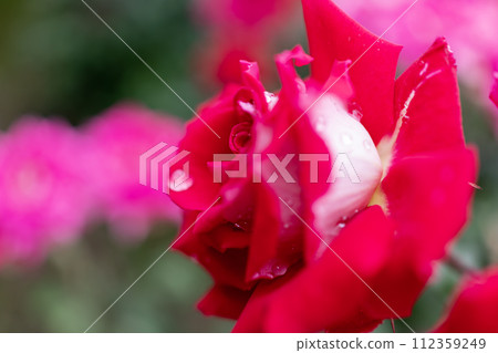 紅玫瑰在雨中濕潤 112359249