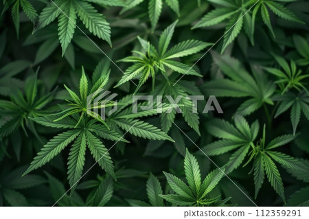 AI-generated content. A close up of a bunch of green marijuana plants. Generative AI 112359291