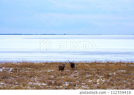 冬天的野付灣和梅花鹿 112359418