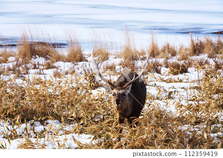 冬天的野付灣和梅花鹿 112359419