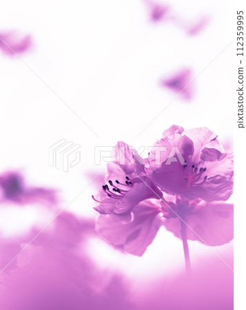The warm arrival of spring (Azalea) 112359995