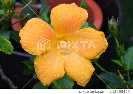 Close-up of orange mulberry flower, commonly known as hibiscus 112360435
