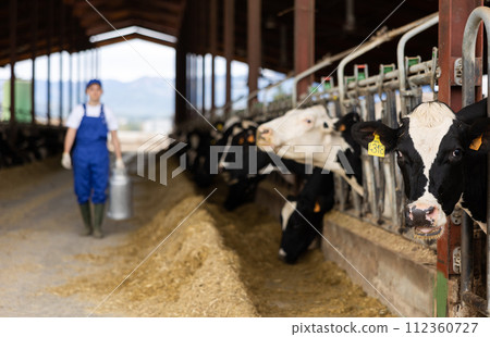 Row of cows standing in stalls on livestock farm eating hay 112360727