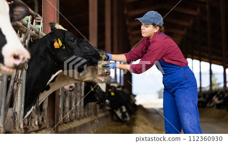 Caring young female farmer petting and feeding cows with hay during working day in cowshed. Cattle breeding, taking care of animals, dairy and meat production concept Caring young female farmer petting and feeding cows with hay during working day in cowshed. Cattle breeding, taking care of animals, dairy and meat production concept 112360930