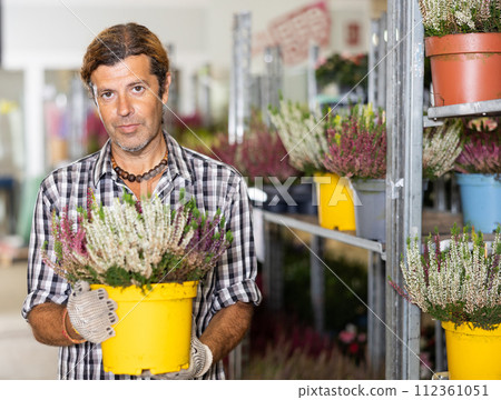 Salesman of flower shop near shelf with calluna chooses pot with plant to send for customer. Salesman of flower shop near shelf with calluna chooses pot with plant to send for customer. 112361051