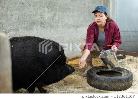 Female farmer feeding black iberian pig in paddock at livestock farm Female farmer feeding black iberian pig in paddock at livestock farm 112361107