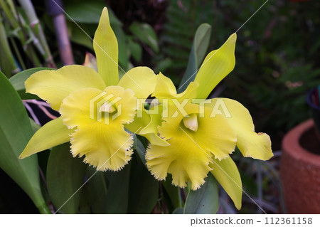 卡特蘭花的特寫鏡頭，蘭科西方蘭花女王 112361158