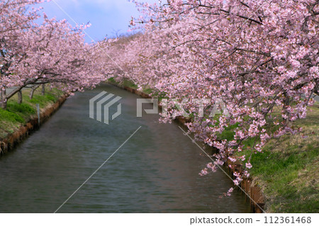 s松川津櫻路 s松川津櫻路 112361468