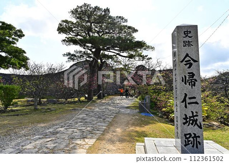 今歸仁城的櫻花 今歸仁城的櫻花 112361502