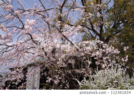 春天的妙見寺 112361834