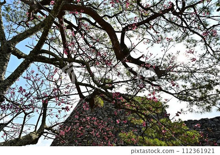 今歸仁城的櫻花 112361921