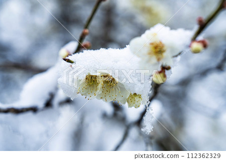 宮城縣柴田町的早春雪花梅花 112362329
