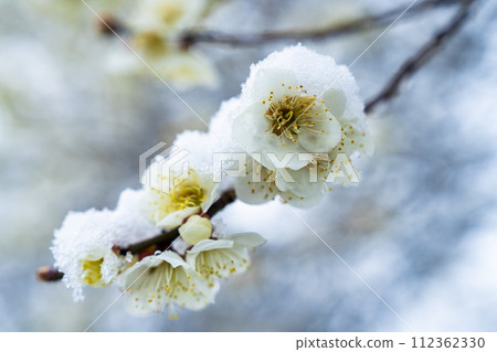 Early spring snow and plum blossoms in Shibata Town, Miyagi Prefecture 112362330