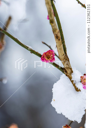 Early spring snow and plum blossoms in Shibata Town, Miyagi Prefecture 112362331