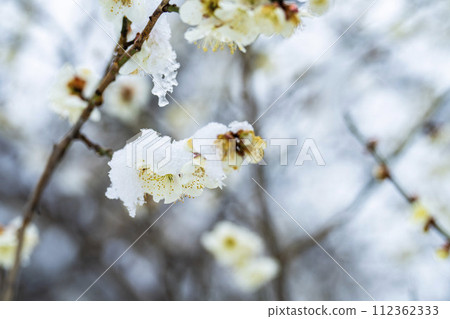Early spring snow and plum blossoms in Shibata Town, Miyagi Prefecture 112362333