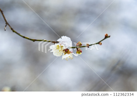 Early spring snow and plum blossoms in Shibata Town, Miyagi Prefecture 112362334
