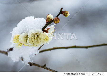宮城縣柴田町的早春雪花梅花 112362335
