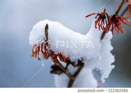 Early spring snow and witch hazel flowers in Shibata Town, Miyagi Prefecture 112362560