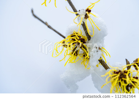 宮城縣柴田町的早春雪與金縷梅花 宮城縣柴田町的早春雪與金縷梅花 112362564