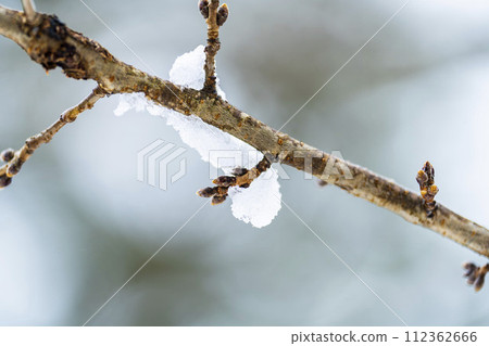 宮城縣柴田町的早春雪和櫻花芽 112362666