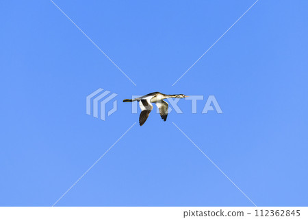 Great crested grebe flight Great crested grebe flight 112362845