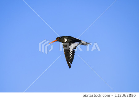 Miyakodori Flying Miyakodori Flying 112362880