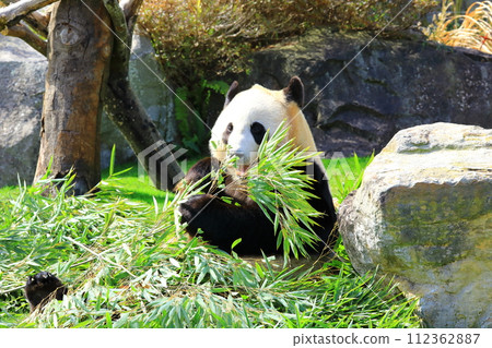 Adventure World Giant Panda 112362887