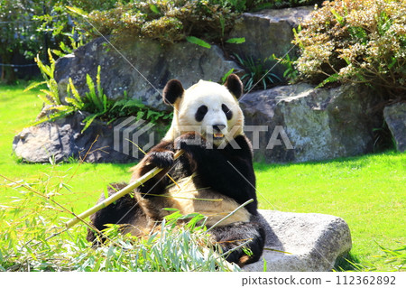 冒險世界大貓熊 112362892