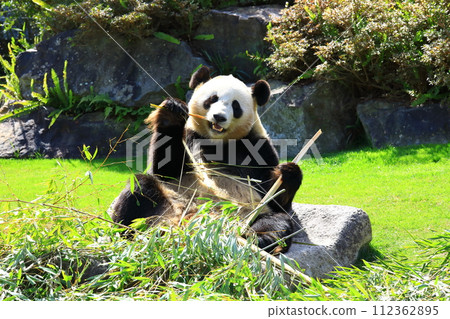 Adventure World Giant Panda 112362895