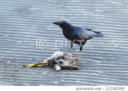 dead bird and carrion crow 112362995