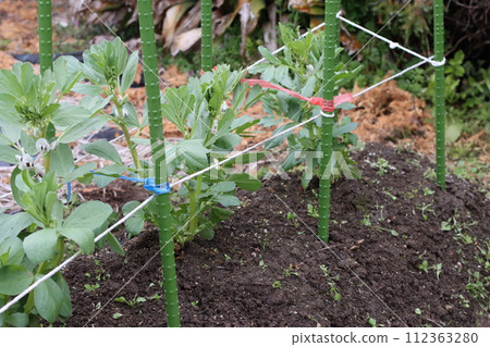 Broad bean stand Broad bean stand 112363280