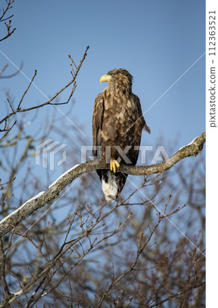 別海白尾鷹 112363521