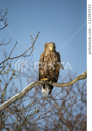 別海白尾鷹 112363522