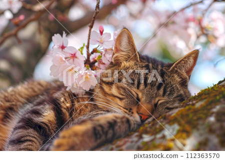 貓咪在櫻花叢中打盹 貓咪在櫻花叢中打盹 112363570