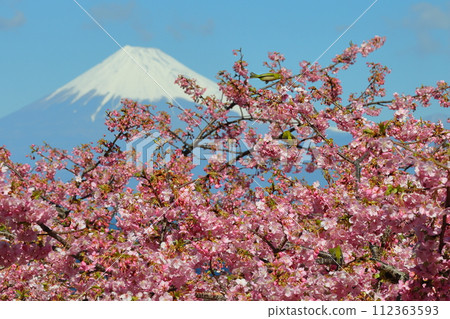 Ida, Numazu City, Shizuoka Prefecture. View of snow-capped Mt. Fuji and white-eyes flying to early-blooming Kawazu cherry blossoms on the slope facing Suruga Bay. 112363593