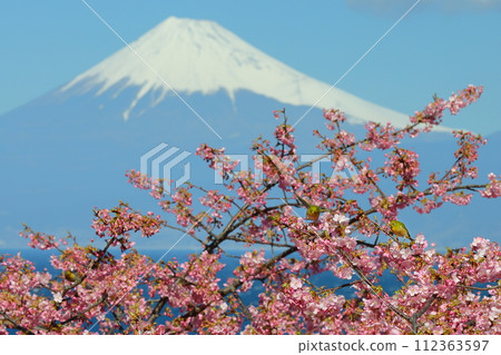 Ida, Numazu City, Shizuoka Prefecture. View of snow-capped Mt. Fuji and white-eyes flying to early-blooming Kawazu cherry blossoms on the slope facing Suruga Bay. Ida, Numazu City, Shizuoka Prefecture. View of snow-capped Mt. Fuji and white-eyes flying to early-blooming Kawazu cherry blossoms on the slope facing Suruga Bay. 112363597
