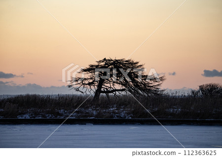 本別海鷹樹 112363625