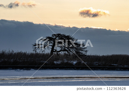本別海鷹樹 本別海鷹樹 112363626