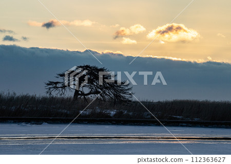 本別海鷹樹 112363627