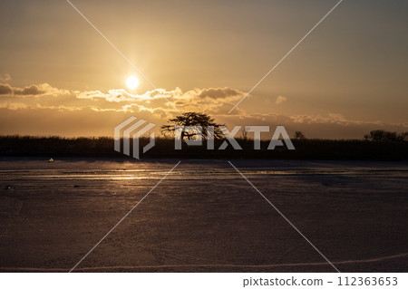 本別海鷹樹 112363653