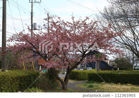 Pink Kawazuzakura flowers blooming in the park in early spring 112363905