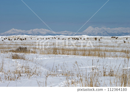 生活在野付半島的蝦夷鹿 生活在野付半島的蝦夷鹿 112364180