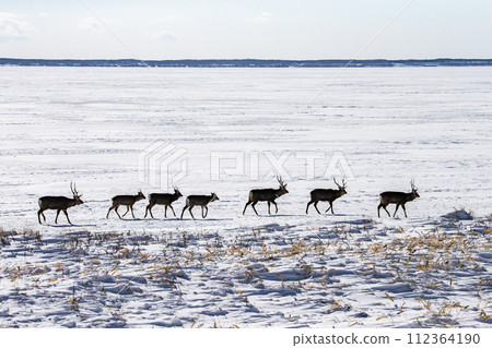 Ezo deer living on the Notsuke Peninsula Ezo deer living on the Notsuke Peninsula 112364190