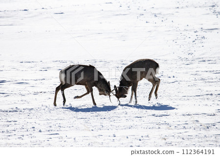 生活在野付半島的蝦夷鹿 生活在野付半島的蝦夷鹿 112364191